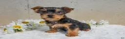 Yorkshire Terrier dogs for sale: Jax - Ad 2
