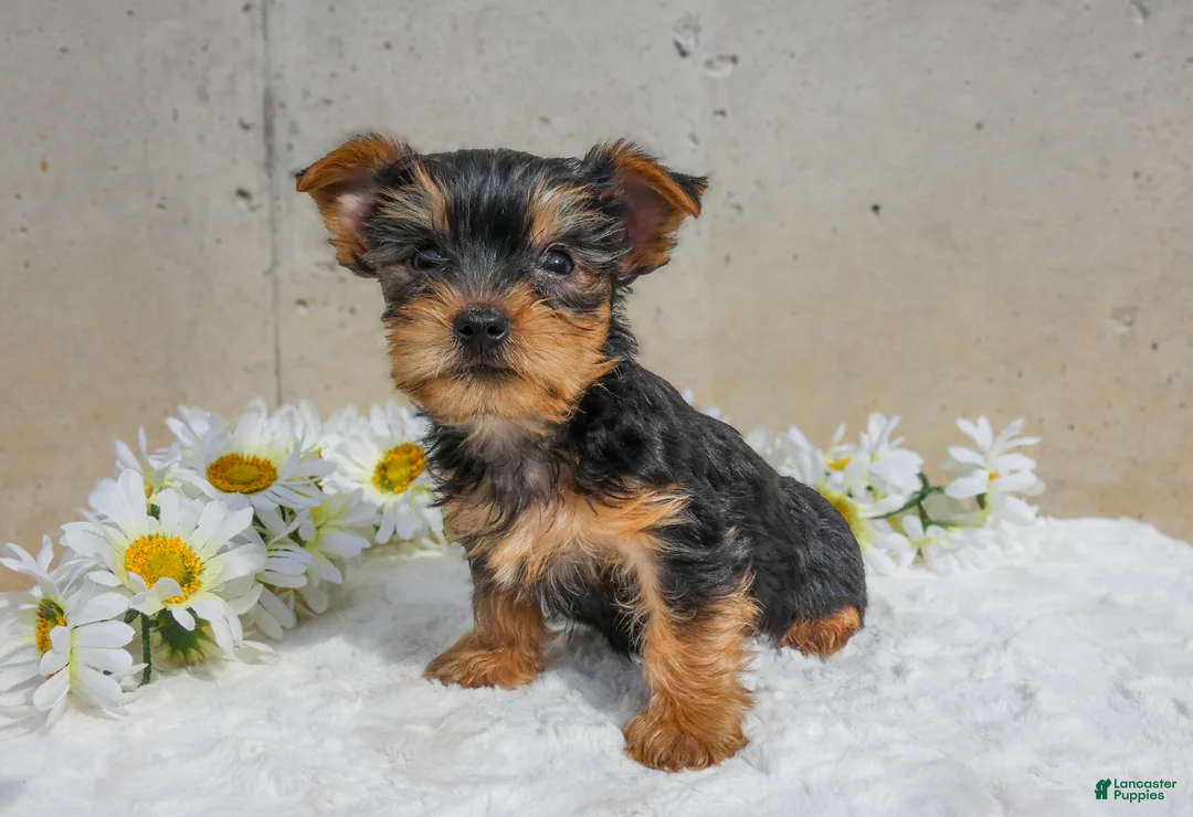 Yorkshire Terrier dogs for sale: Jax - Ad 2