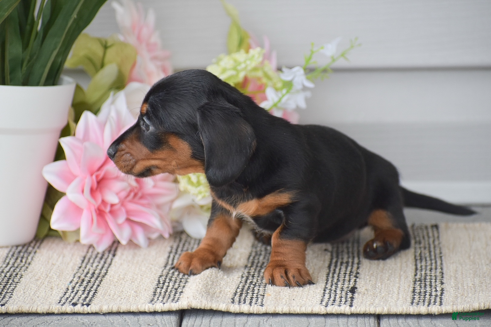 Miniature Dachshund dogs Nicole - Ad 2