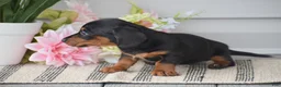 Miniature Dachshund dogs for sale: Nicole - Ad 2
