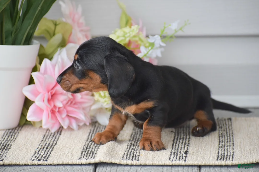 Miniature Dachshund dogs for sale: Nicole - Ad 2