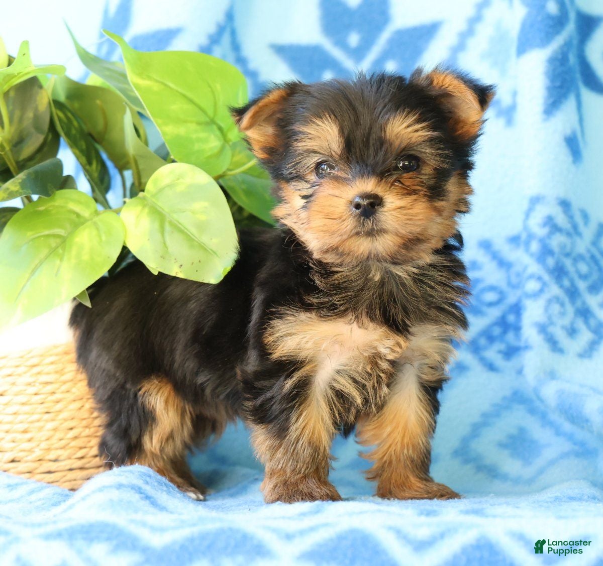 Yorkshire Terrier dogs Darla - Ad 2