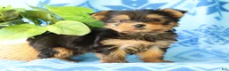 Yorkshire Terrier dogs for sale: Darla - Ad 2