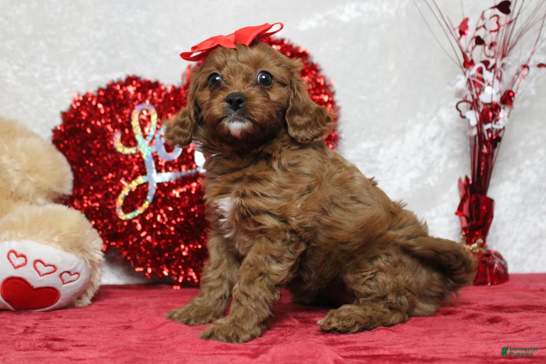Cavapoo dogs for sale: Rosie - Ad 7