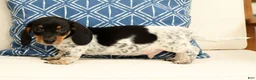 Miniature Dachshund dogs for sale: Clem - Ad 7