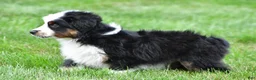 Miniature Australian Shepherd dogs for sale: Wilbur - Ad 12