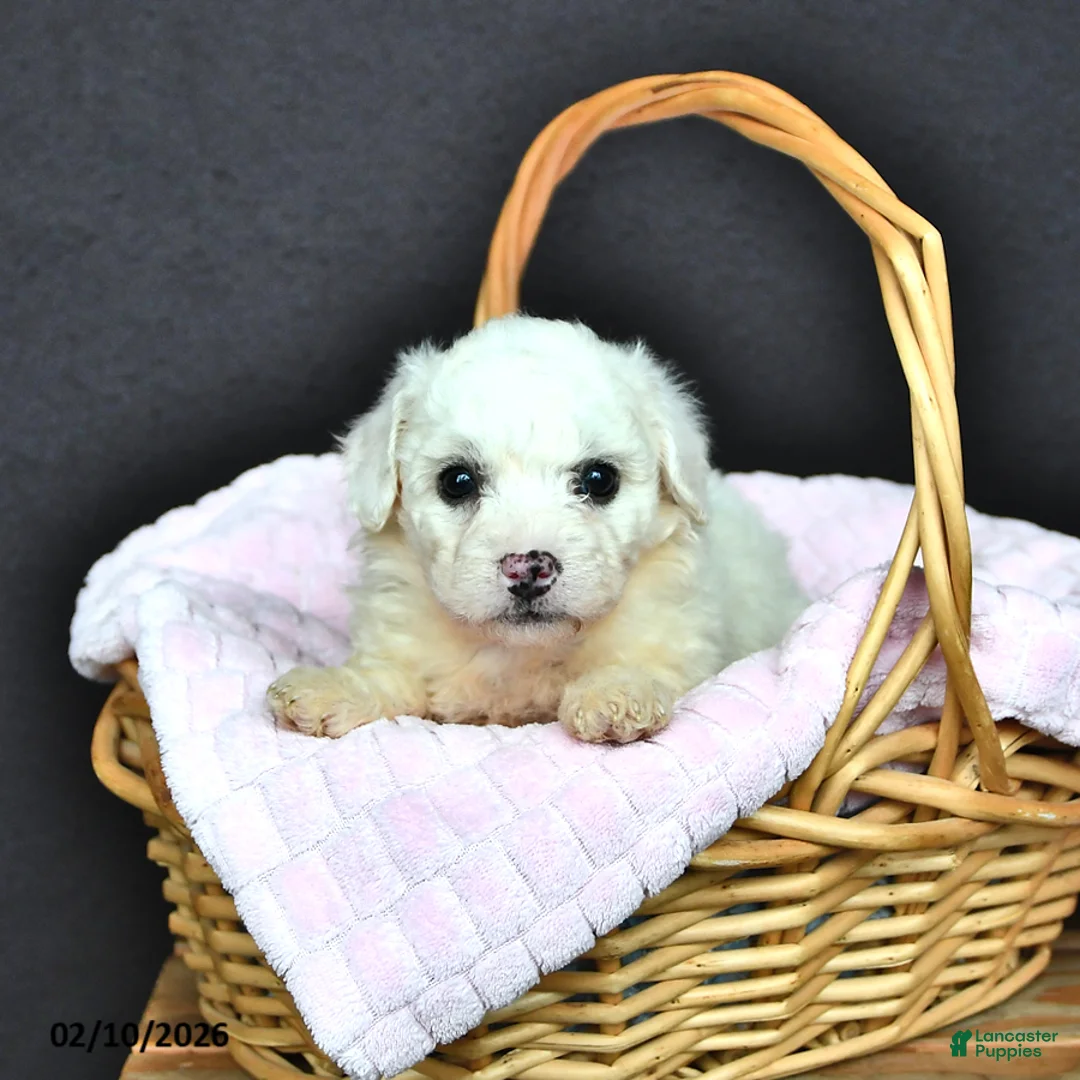 Bichon Frise dogs for sale: Louise - Ad 1