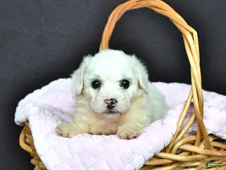 Bichon Frise dogs Louise - Ad 5