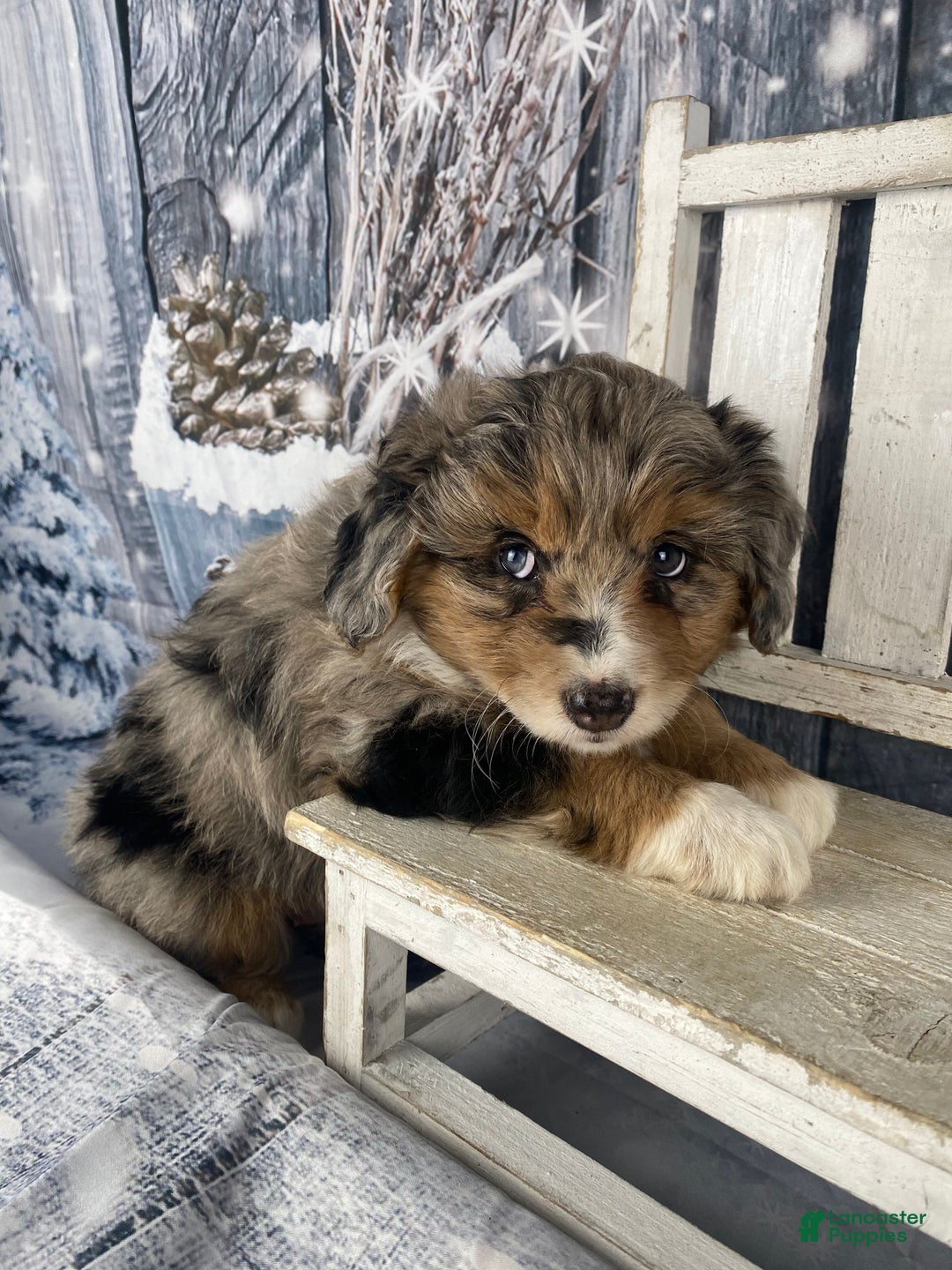 Aussiedoodle dogs for sale: Paisley - Ad 13