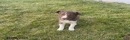 Border Collie dogs for sale: Rusty - Ad 1