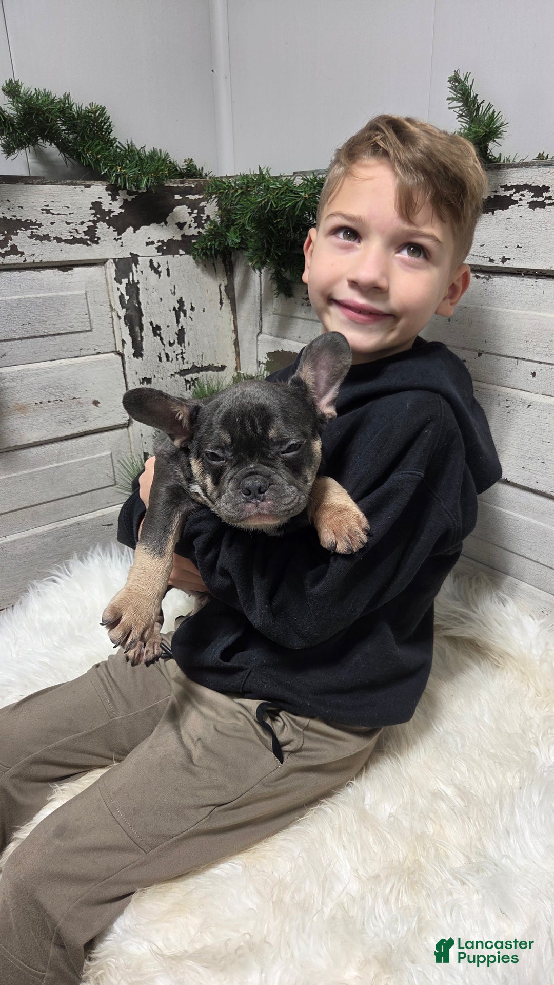 French Bulldog dogs for sale: Jasper  - Ad 4