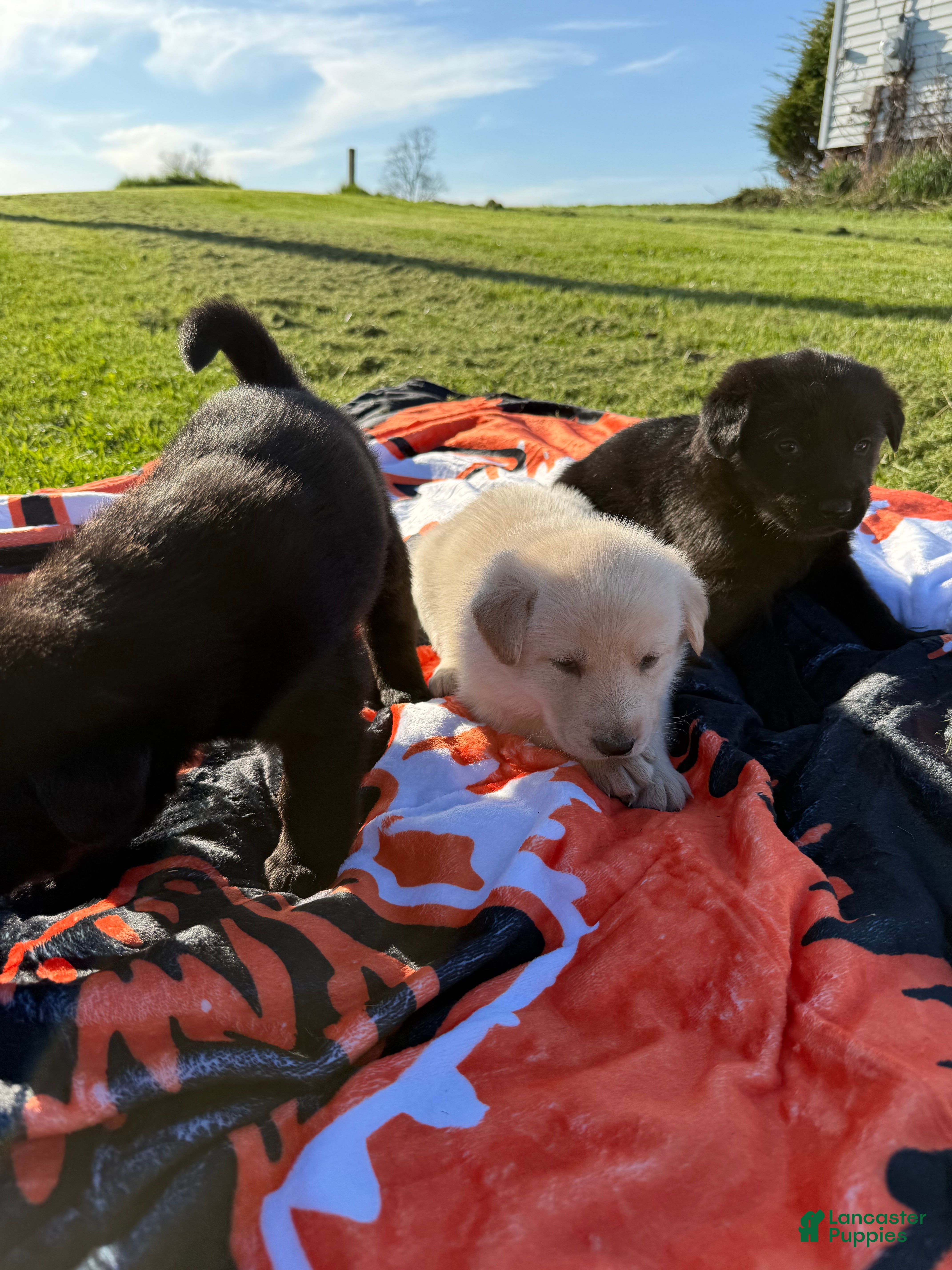 Mixed Breed dogs Marshmallow  - Ad 32