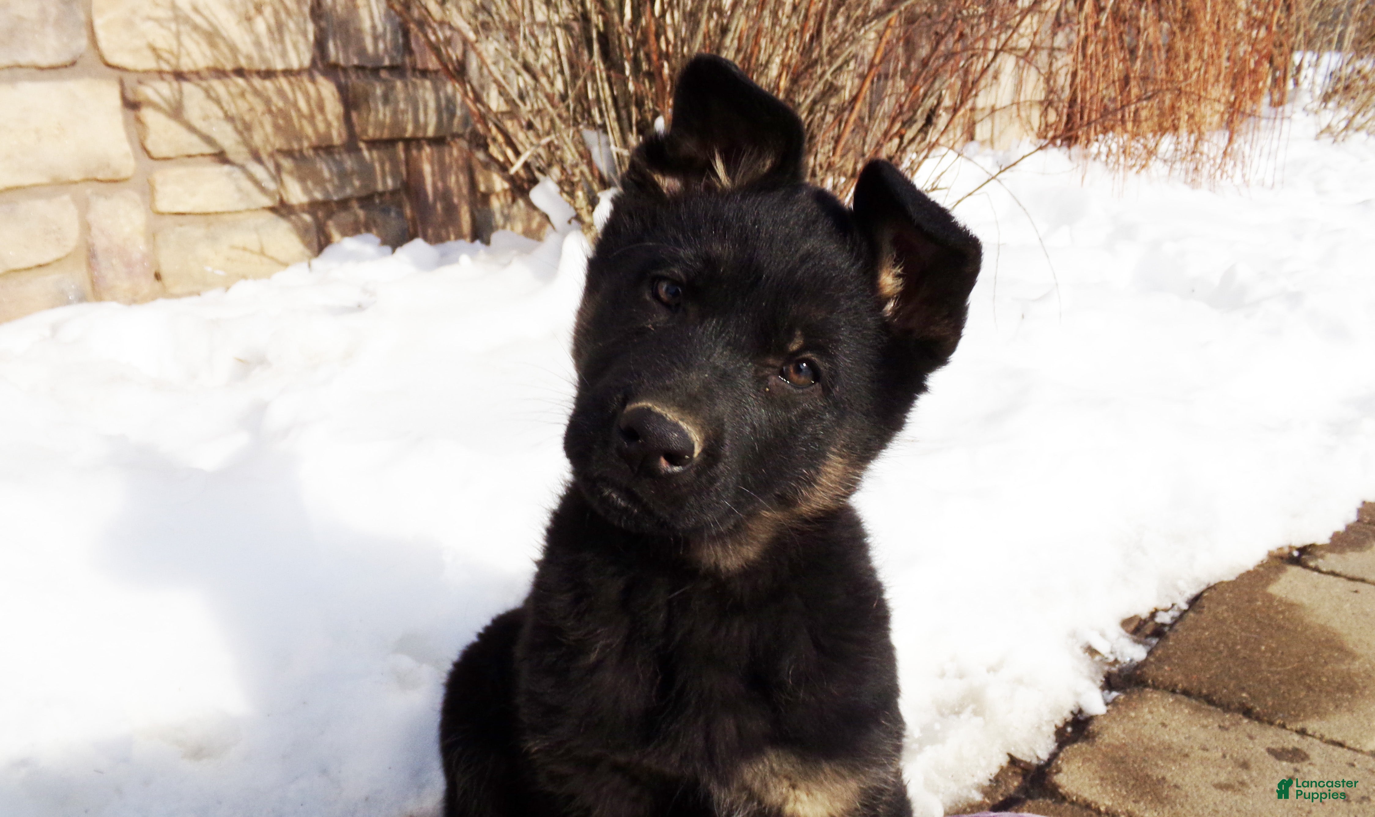 German Shepherd dogs Barkley - Ad 16