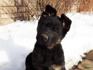 German Shepherd dogs Barkley - Ad 16