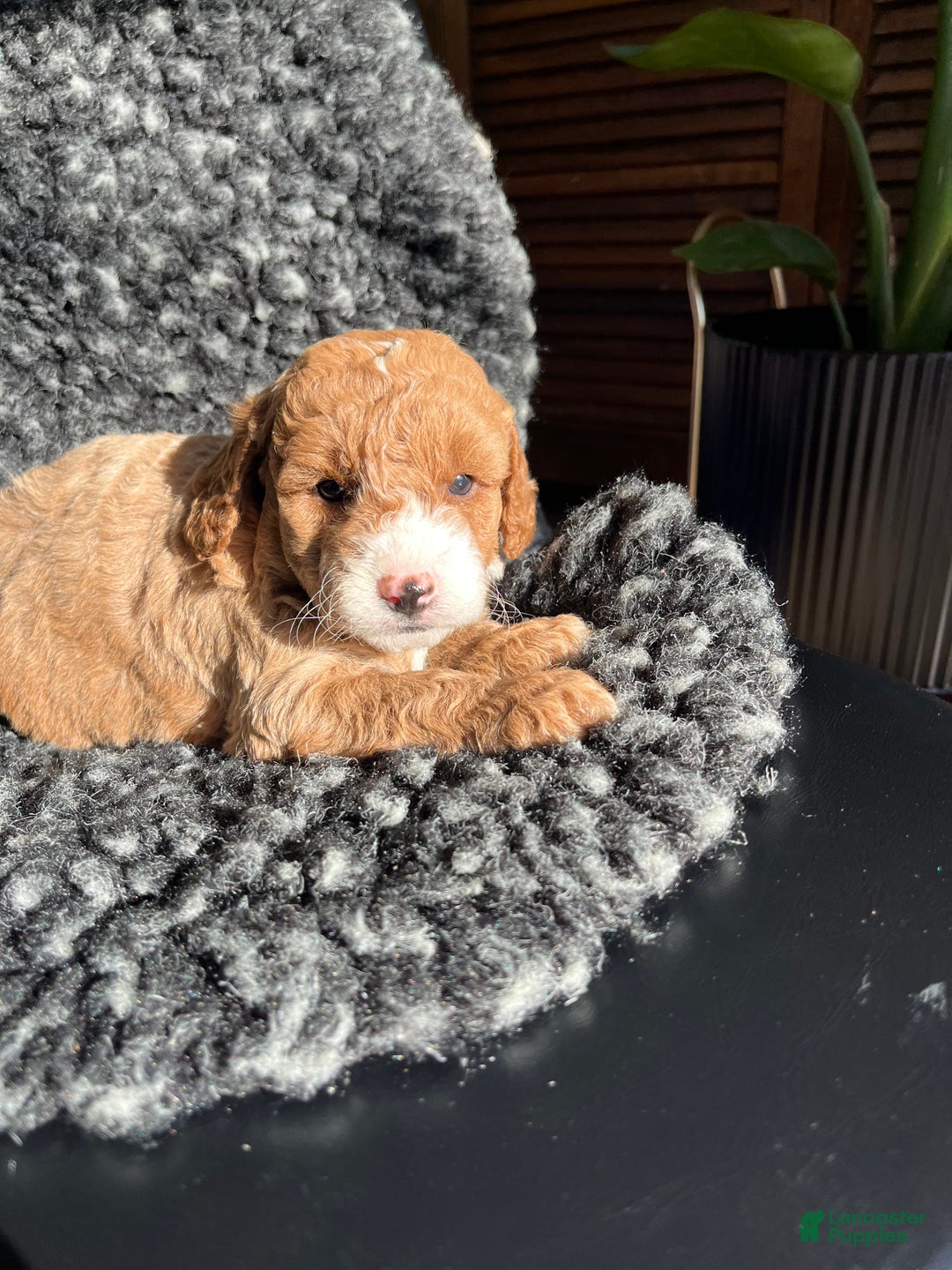 Mini Goldendoodle dogs for sale: Willow - Ad 2
