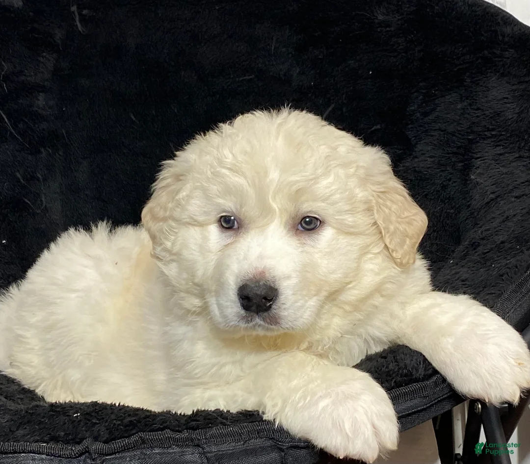 Great Pyrenees dogs for sale: Grace - Ad 6