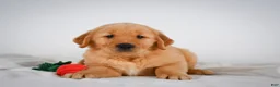Golden Retriever dogs for sale: Roscoe - Ad 11
