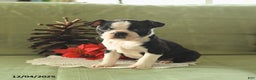 Boston Terrier dogs for sale: Oliana - Ad 4