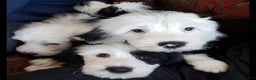 Old English Sheepdog dogs for stud: Old English Sheepdog  - Ad 8