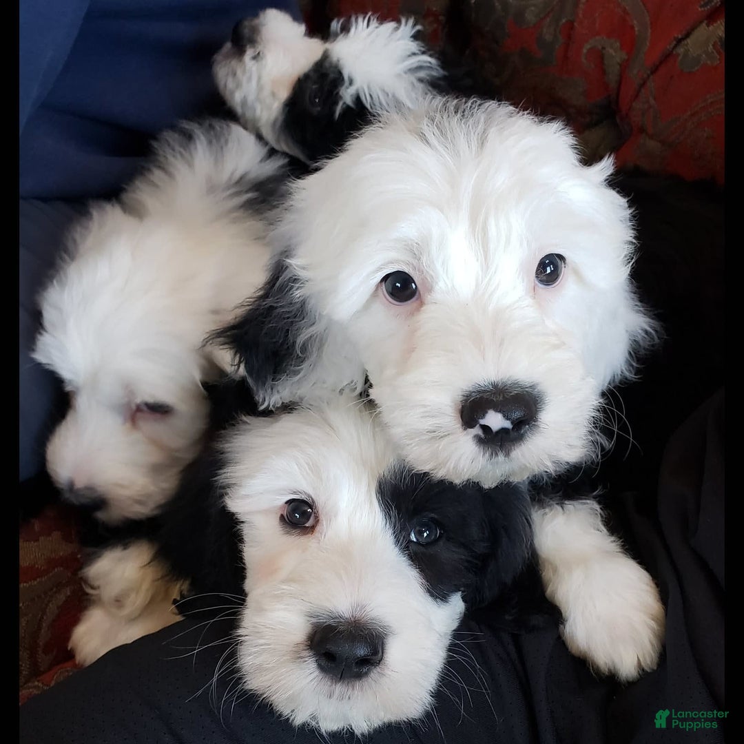 Old English Sheepdog dogs for stud: Old English Sheepdog  - Ad 8