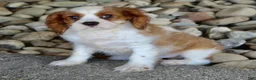 Cavalier King Charles Spaniel dogs for sale: Ryder - Ad 3