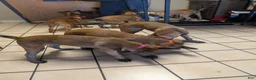 Belgian Malinois dogs for sale: Belgian Malinois 4 - Ad 3