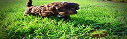 Havapoo dogs for sale: Cookie - Ad 14
