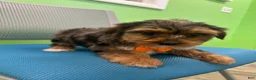 Yorkshire Terrier dogs for sale: Yorkshire Terrier Puppy 3 - Ad 3