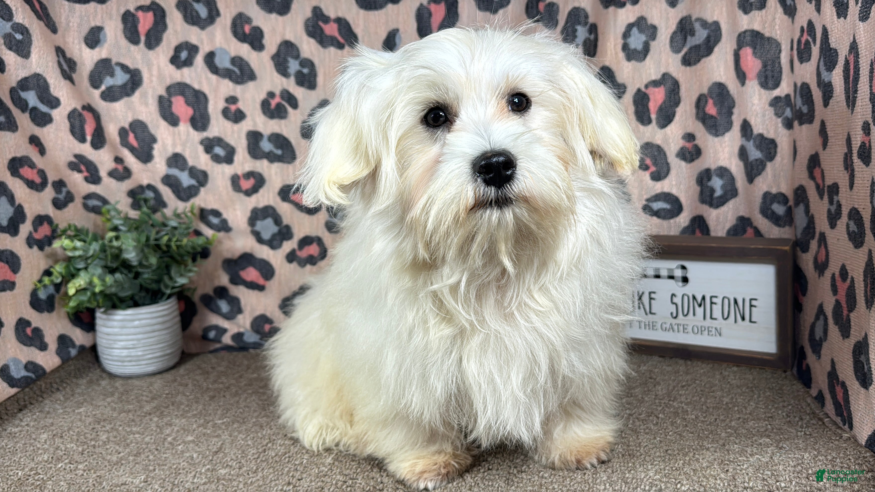 Mixed Breed dogs Mixed Breed 1 - Ad 18