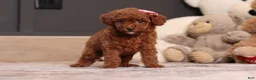 Miniature Poodle dogs for sale: Valerie - Ad 3