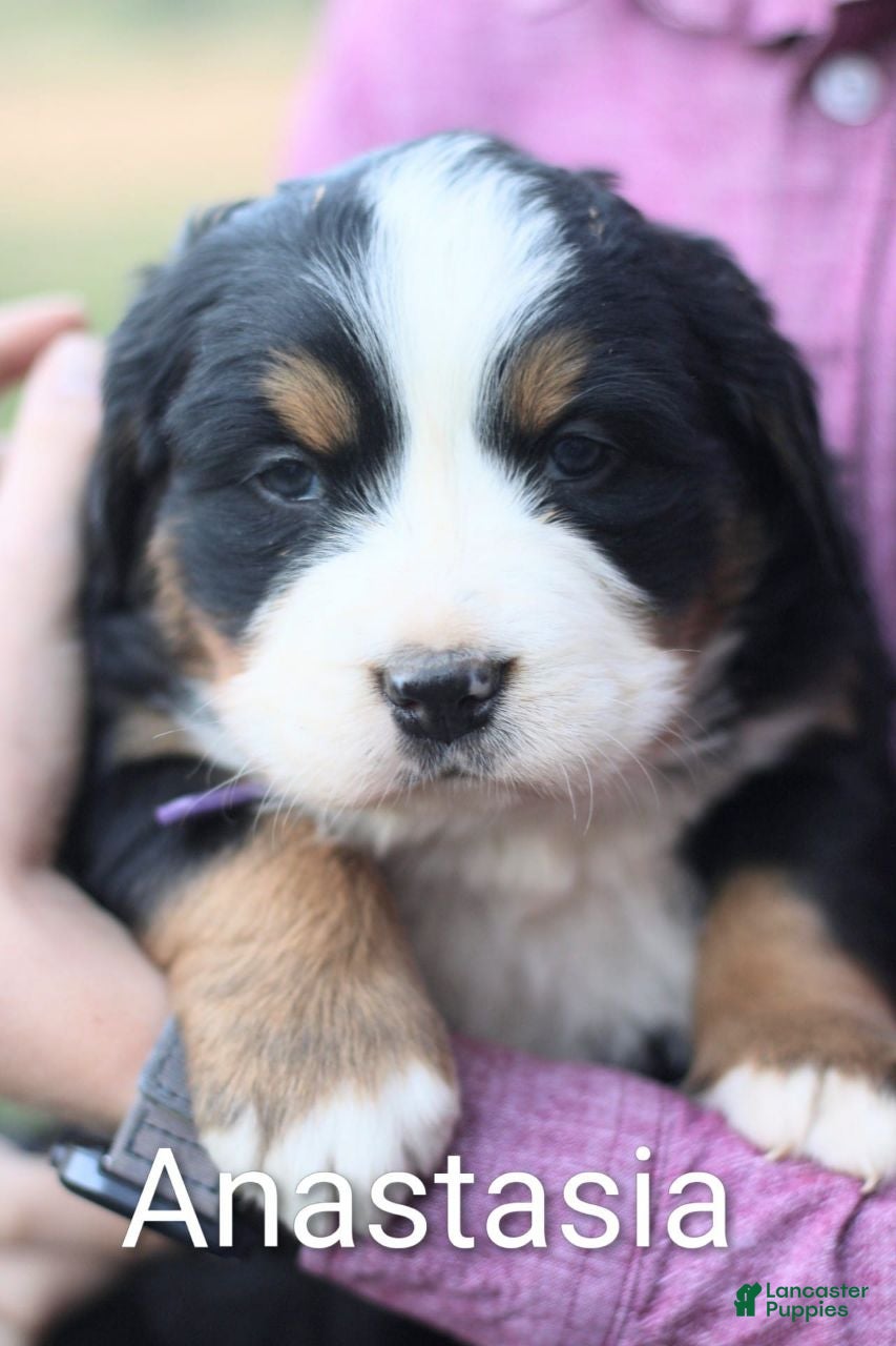 Bernese Mountain Dog dogs Anastasia  - Ad 38