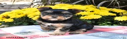 Yorkshire Terrier dogs for sale: Bailey - Ad 5