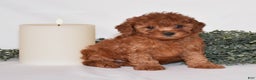 Toy Poodle dogs for sale: Dakota - Ad 3