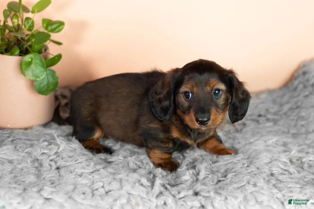 Miniature Dachshund dogs for sale: Buddy  - Ad 2
