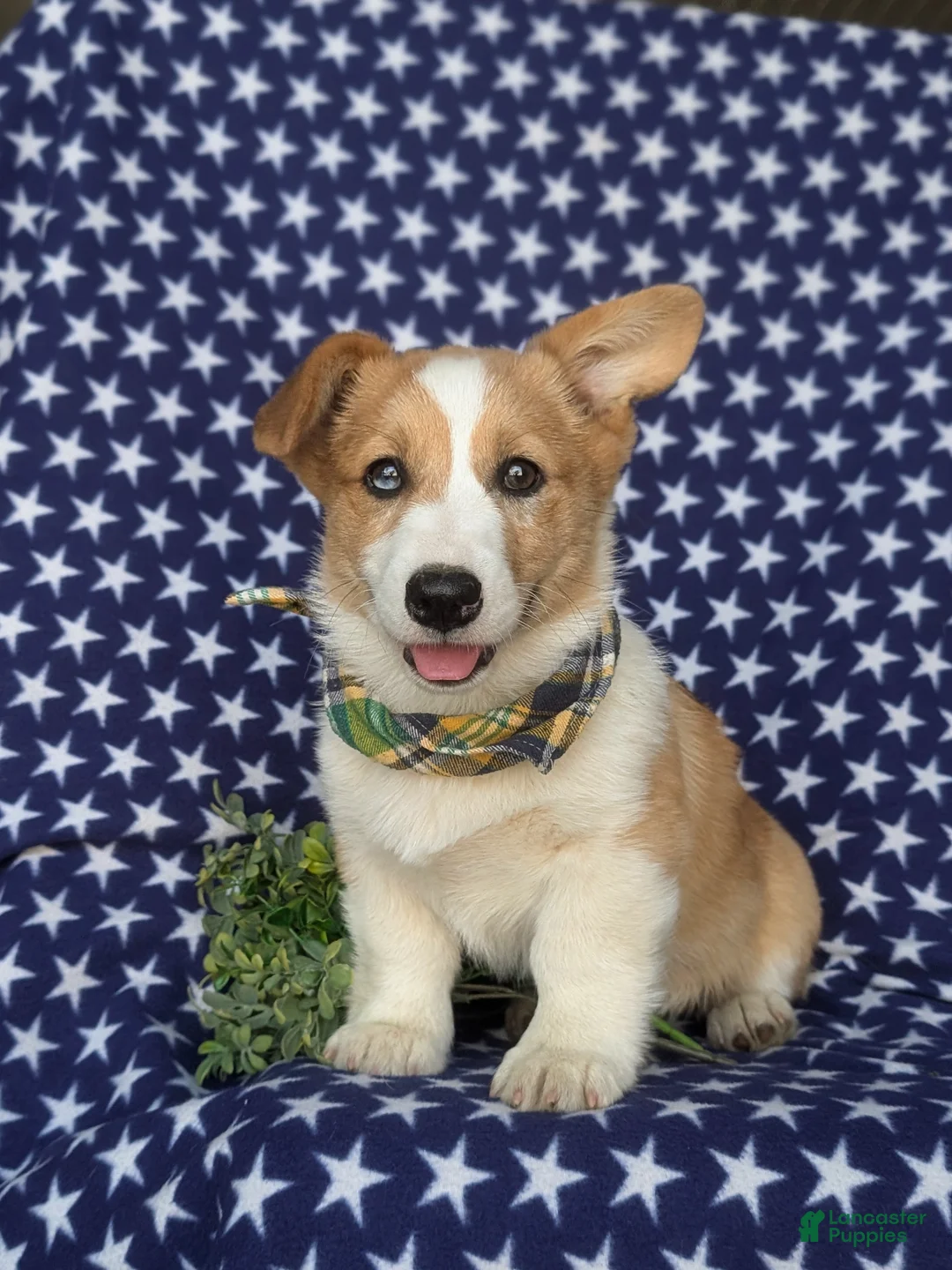 Welsh Corgi Pembroke dogs for sale: Geoffrey - Ad 1