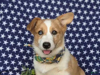 Welsh Corgi Pembroke dogs for sale: Geoffrey - Ad 2