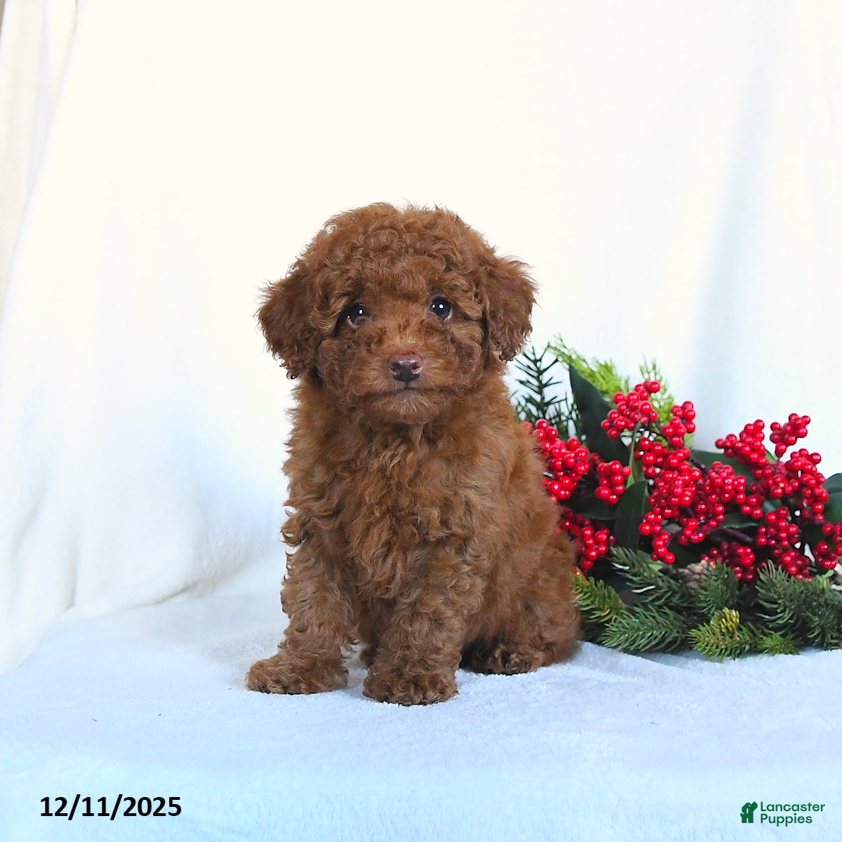 Toy Poodle dogs Vinnie - Ad 9