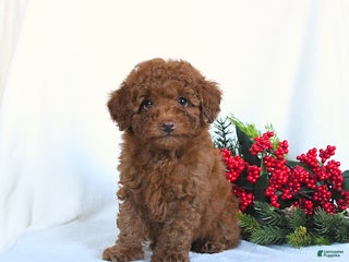 Toy Poodle dogs Vinnie - Ad 31