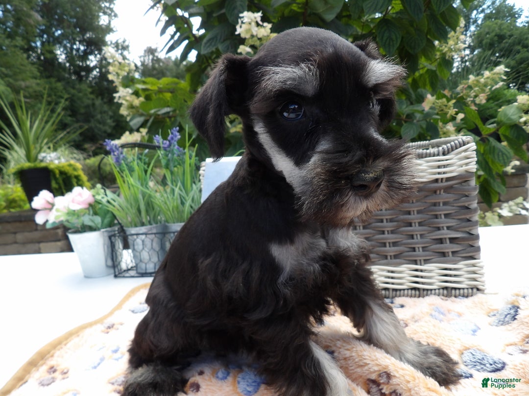 Miniature Schnauzer dogs for sale: Miniature Schnauzer Puppy 5 Curt - Ad 19