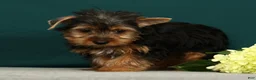 Yorkshire Terrier dogs for sale: Peppa - Ad 4