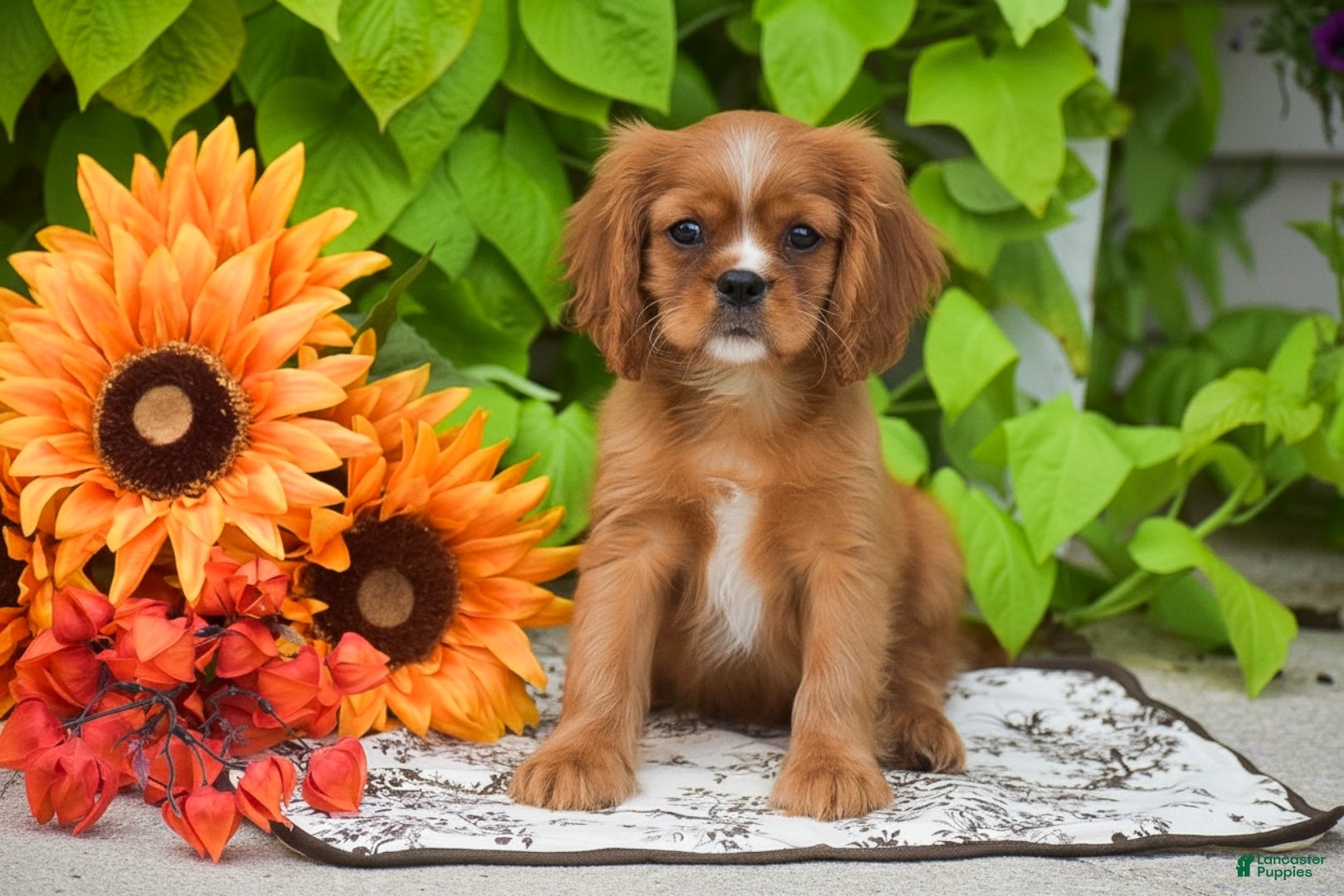 Cavalier King Charles Spaniel dogs Chief - Ad 1