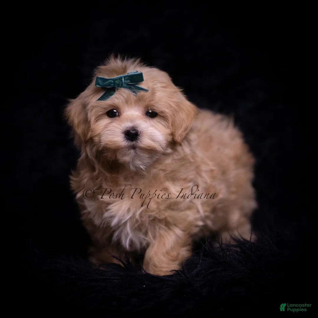 Maltipoo dogs for sale: Skippie - Ad 2