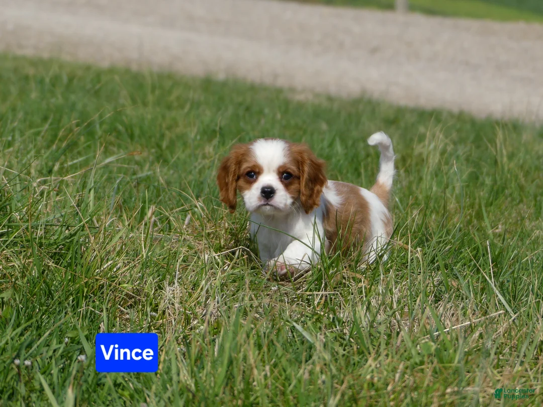 Cavalier King Charles Spaniel dogs for sale: Vince  - Ad 9