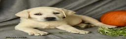 Labrador Retriever dogs for sale: Polly - Ad 5