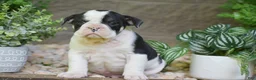 Olde English Bulldogge dogs for sale: Audrey - Ad 3