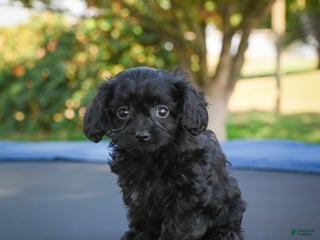 Cavapoo dogs - Ad 39