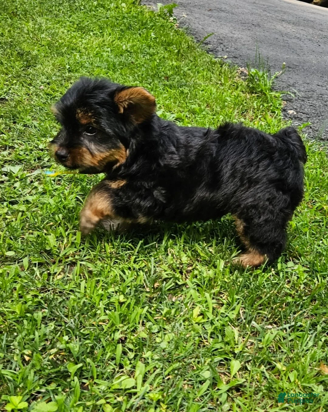 Yorkshire Terrier dogs for sale: Yorkshire Terrier 1 - Ad 6