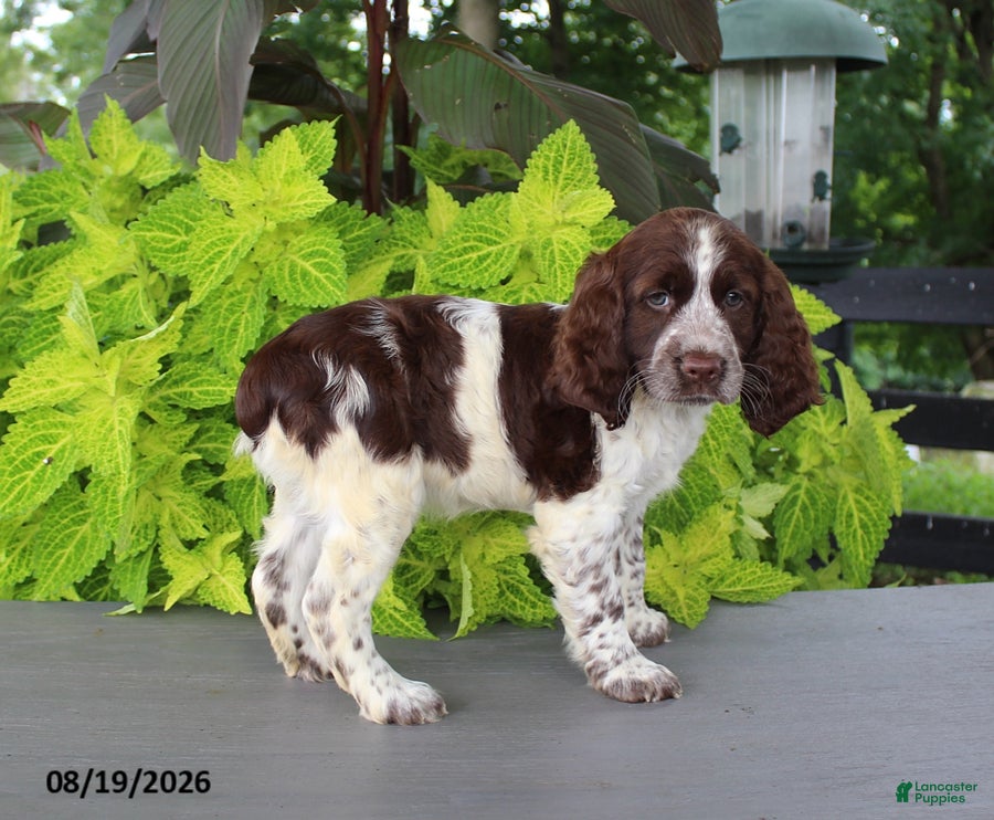 English Springer Spaniel dogs Misty - Ad 2