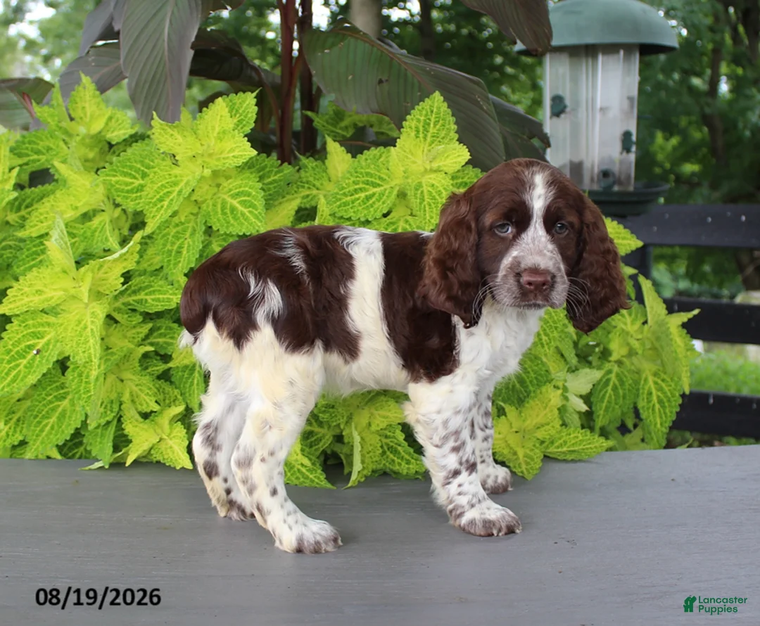 English Springer Spaniel dogs for sale: Misty - Ad 2