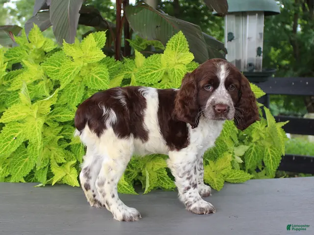 English Springer Spaniel dogs for sale: Misty - Ad 2